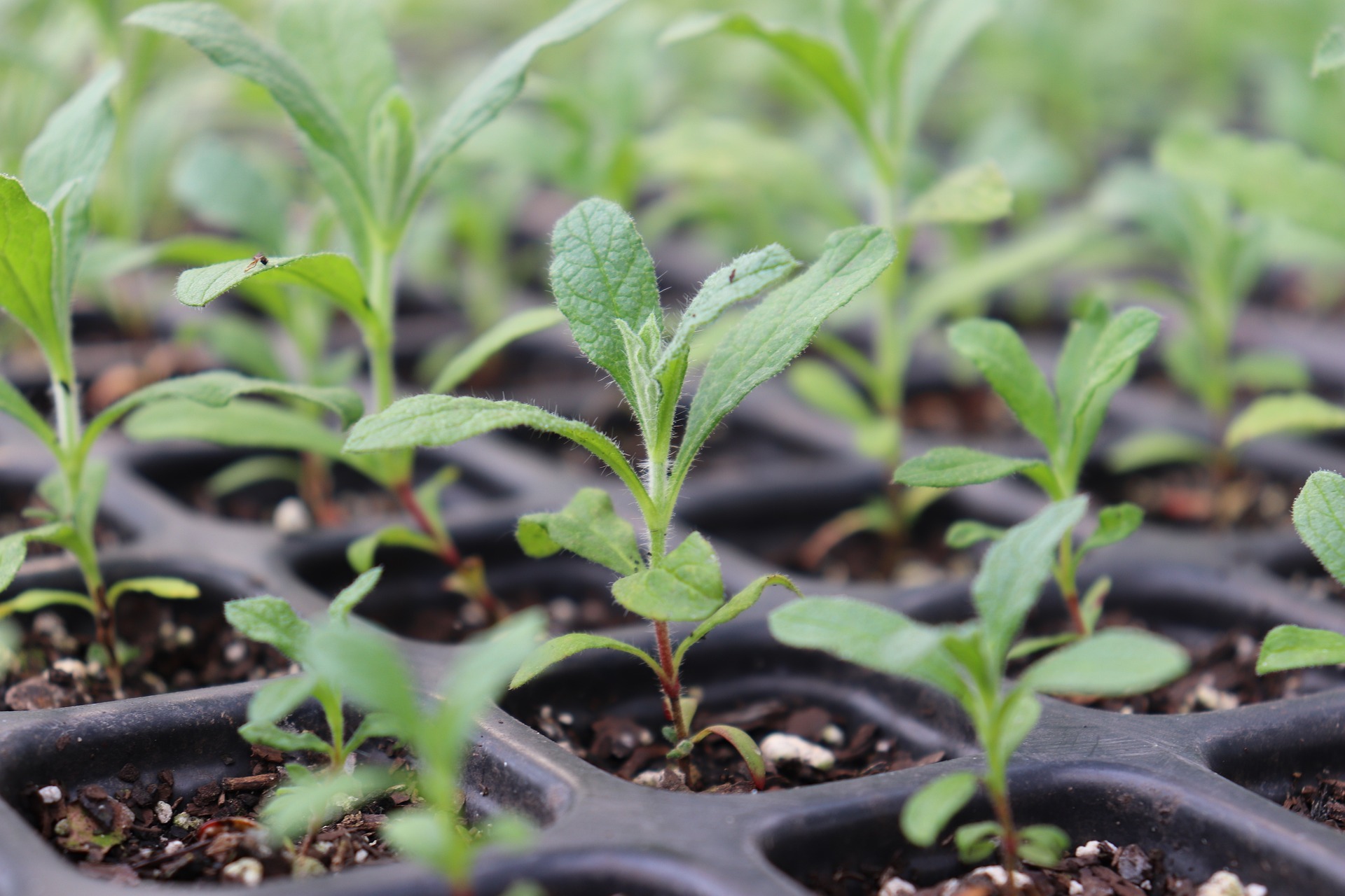 Workshop Moestuinieren onder Glas
